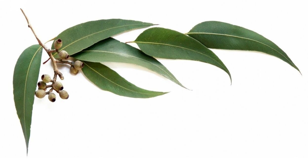 Hondrolife contains eucalyptus oil