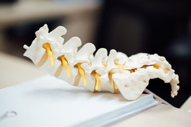 Human spine anatomical model